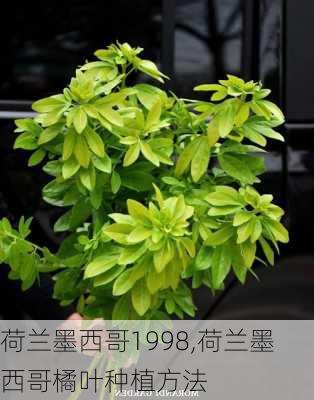 荷兰墨西哥1998,荷兰墨西哥橘叶种植方法
